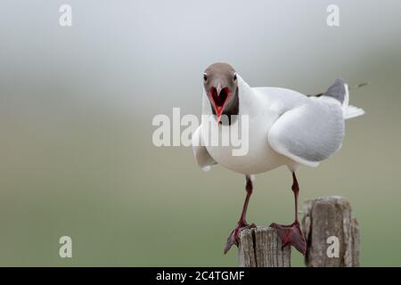 Primo piano di un gabbiano a testa nera sul pezzo di legno Foto Stock