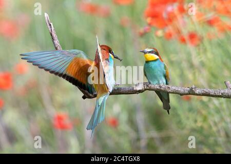 Variopinti mangiatori d'api seduti di fronte l'uno all'altro sul ramo ad albero Foto Stock