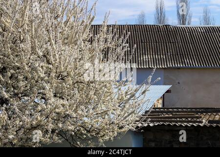 Antico villaggio con vecchie case grigie e grandi alberi Foto Stock