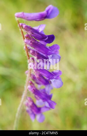 Colpo di closeup verticale di un ramo di fiori di lupino Foto Stock