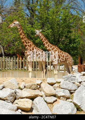 Foto verticale di due giraffe in piedi nello zoo una giornata di sole Foto Stock