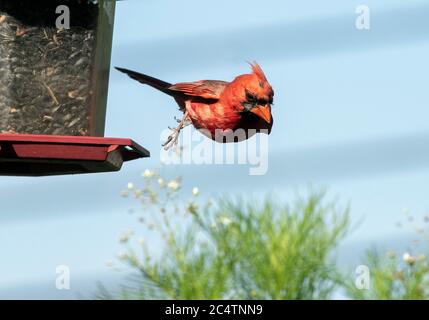 Il cardinale settentrionale si tuffa da un alimentatore di uccelli che si dirige verso un grumo di fiori selvatici. Foto Stock