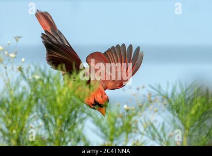 Il cardinale settentrionale scende verso un mazzo di fiori nel giardino posteriore Foto Stock