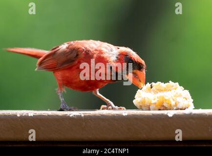 Il cardinale settentrionale si allontana da un mucchio di mangime di sueti sul ponte. Foto Stock