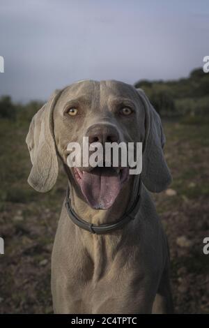 Colpo di closeup verticale di un cane Weimaraner in piedi nel campo Foto Stock