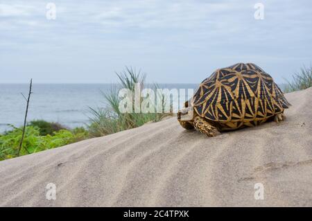 Una bella tartaruga indiana (geochelone elegans) su una duna di sabbia vicino all'oceano nel Parco Nazionale di Yala, Sri Lanka Foto Stock