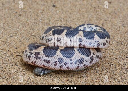 Un giovane boa di sabbia a scala ridotta (Eryx conicus) sulla sabbia vicino al Parco Nazionale di Yala, Sri Lanka Foto Stock