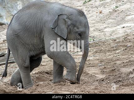 Il carino elefante asiatico Anjan, di quindici mesi, nato nel maggio 2017 a Chester Zoo, Cheshire, Regno Unito. Visto qui facendo una passeggiata attraverso la sabbia. Foto Stock