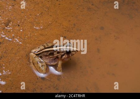 Una rana di campo di Paddy di montagna (Minervarya kirtisinghei) in una pozza poco profonda di notte a Kalutara, Sri Lanka Foto Stock