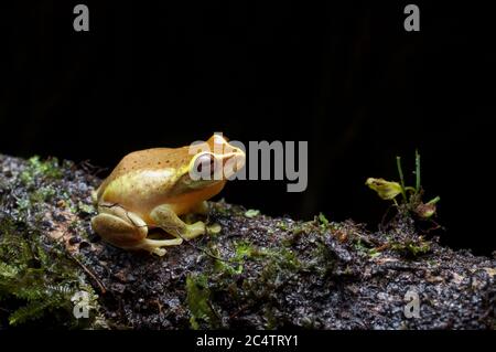 Una rana arbusto di Hoffman in pericolo (Pseudophilautus hoffmanni) nella foresta di nubi di Knuckles Forest Reserve, Sri Lanka Foto Stock
