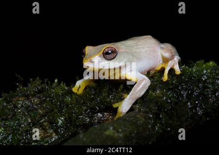 Una rana arbusto di Hoffman in pericolo (Pseudophilautus hoffmanni) nella foresta di nubi di Knuckles Forest Reserve, Sri Lanka Foto Stock
