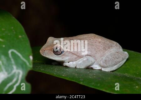 Rana arbusto di un Hoffman (Pseudophilautus hoffmanni) Di notte nella riserva della Foresta di Knuckles Foto Stock
