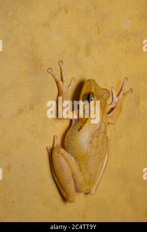 Un Treefrog comune di clessidra (Polypedate cruciger) su una parete esterna della doccia di notte a Pidurangala, Sri Lanka. Foto Stock