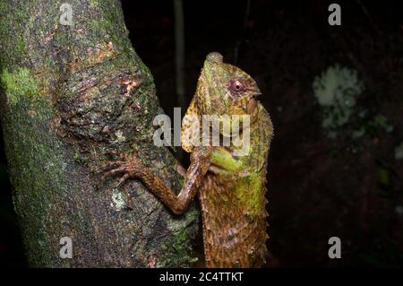 Un lucertola adulta (Lyriocephalus scutatus) aggrappato ad un ramo di notte nello Sri Lanka. Foto Stock