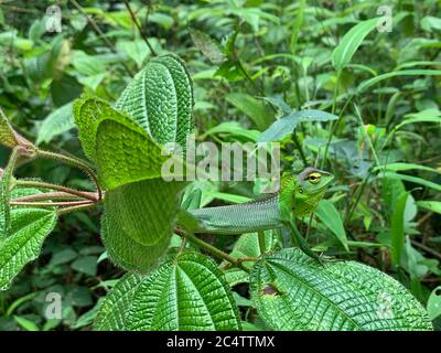 Un Lizard della Foresta Verde (calotes calotes) quasi invisibile camuffato nella vegetazione nella foresta pluviale di Sinharaja, Sri Lanka Foto Stock