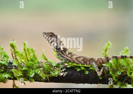 Un Lizard di Ernesto (Ceratophora erdeleni) arroccato su un ramo nella riserva forestale di Morningside, Sri Lanka Foto Stock