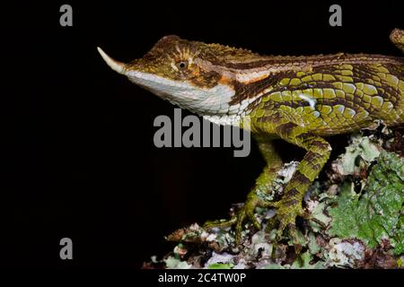 Un lucertola maschio con corna di rinoceronti (Ceratophora stoddartii) arroccato su un ramo di notte vicino Nuwara Eliya, Sri Lanka Foto Stock