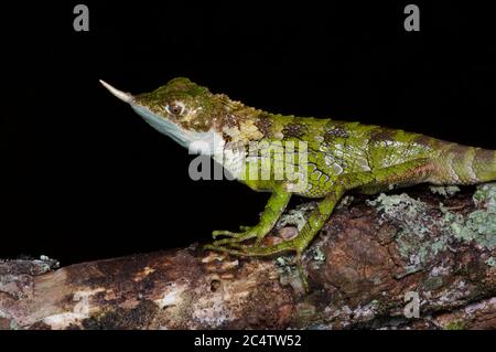 Un lucertola maschio con corna di rinoceronti (Ceratophora stoddartii) arroccato su un ramo di notte vicino Nuwara Eliya, Sri Lanka Foto Stock