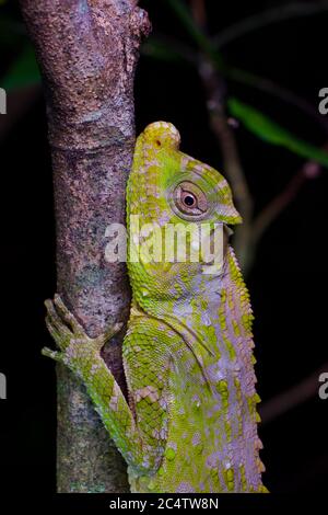 Un lucertola adulta (Lyriocephalus scutatus) aggrappato ad un ramo di notte nello Sri Lanka. Foto Stock