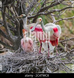 Spodere di roseate nidificanti i nestlings a Oak Smith Rookery, Texas Foto Stock