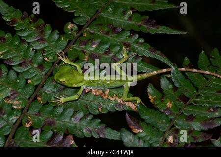 Un piccolo Lizard senza cresta di Pethiyagoda (Calotes pethiyagodai) che dorme su foglie di felce di notte nella riserva della foresta di Knuckles, Sri Lanka Foto Stock