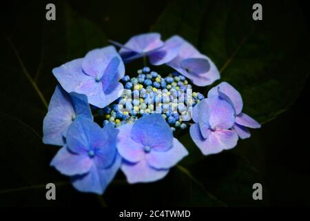 Closeup estremo di fiori blu idrangea su uno sfondo scuro a Tokyo, Giappone Foto Stock