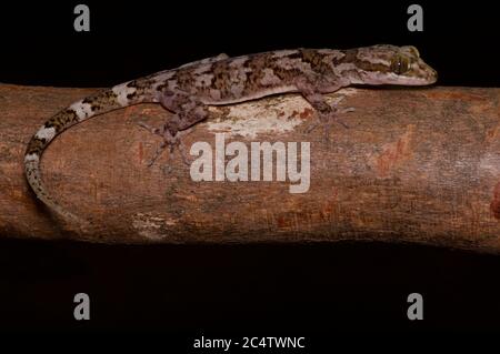 Un Gecko (Cyrtodactylus soba) a punta piegata Dumbara su un ramo di notte nella riserva forestale di Knuckles, Sri Lanka Foto Stock