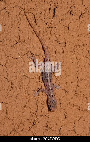 Un Gecko puntato dagli occhi rotondi (Cnemaspis punctata) su un muro di gesso nella riserva forestale di Knuckles, Sri Lanka Foto Stock