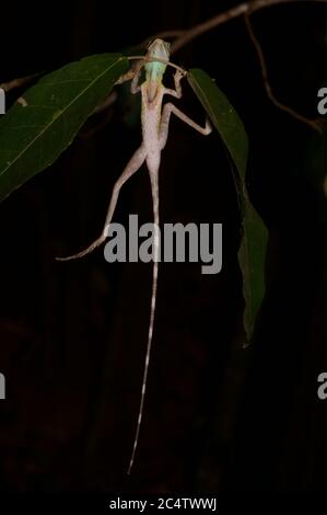 Un lucertola di canguro (Otocryptis nigristigma) che riposa di notte a Pidurungala, Sri Lanka Foto Stock