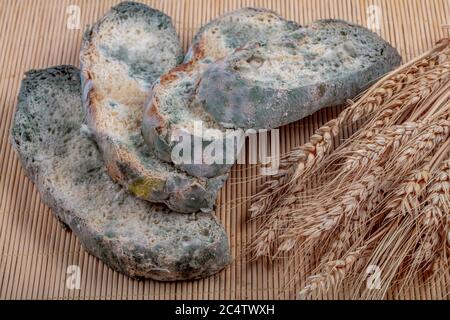 Macrofotografia di muffa verde su un pane raffermo. Superficie di pane ammuffito. Pane guastato con muffa. Fungo ammuffito su pane marcio. Vista dall'alto. Foto Stock