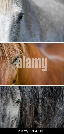 Tre occhi di cavalli neri, grigi e marroni, illuminati dal sole. Concentrarsi sulle ciglia. Animale in fattoria Foto Stock