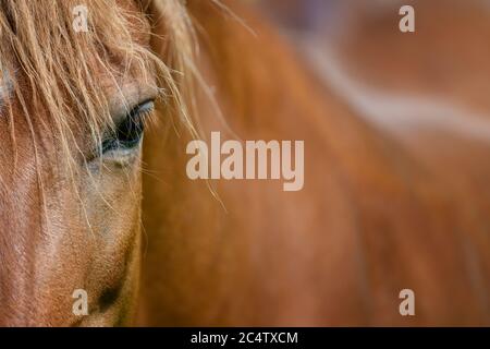 Occhio di un cavallo marrone, illuminato dal sole. Concentrarsi sulle ciglia. Animale in fattoria Foto Stock