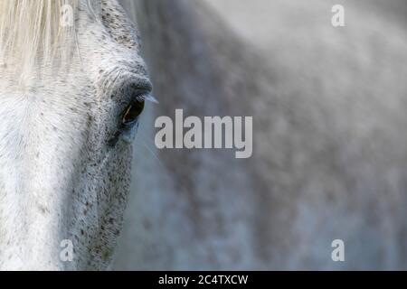 Occhio di un cavallo grigio, illuminato dal sole. Concentrarsi sulle ciglia. Animale in fattoria Foto Stock