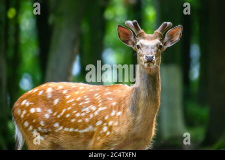 Carino cervo da fiamone macchiato in foresta. Animale nell'habitat naturale. Scena della fauna selvatica Foto Stock