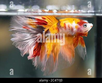 Betta Koi Nemo HM Halfmoon maschio o Plakat Fighting Fish Splendens su sfondo nero. Foto Stock