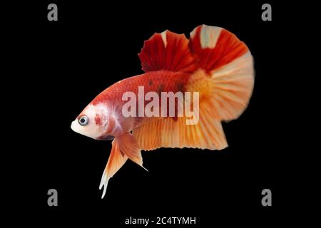 Betta Koi Nemo HMPK Halfmoon Plakat maschio o Plakat Fighting Fish Splendens su sfondo nero. Foto Stock