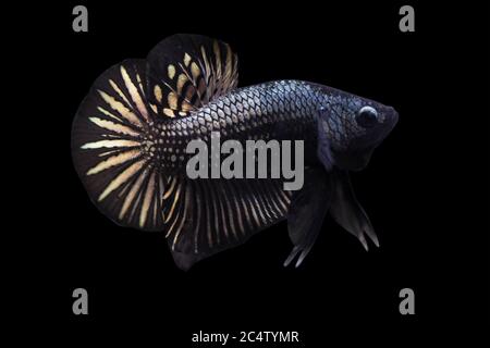 Betta Black Copper HMPK Halfmoon Plakat maschio o Plakat Fighting Fish Splendens su sfondo nero. Foto Stock