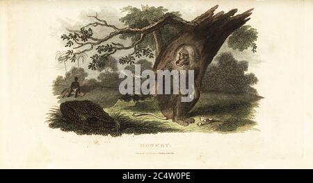 Chacma baboon che stuzzica un uomo nero con il suo cibo in Sud Africa. Secondo il naturalista tedesco Peter Kobe, il baboon ursine, Papio ursinus, ruba il cibo dagli esseri umani e si siede mangiandolo, a volte offrendogli. Incisione a mano su copperplate dal Gabinetto Naturalista del reverendo Thomas Smith, o interessanti bozzetti di Storia animale, Albion Press, James Cundee, Londra, 1806. Smith, fl. 1803-1818, è stato uno scrittore e redattore di libri sulla storia naturale, la religione, la filosofia, la storia antica e l'astronomia. Foto Stock