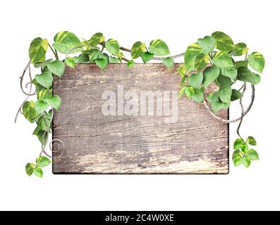 Tavola di legno d'epoca con rami di liana e foglie tropicali. Sfondo esotico con tavola di legno, piante di giungla e spazio di copia per il testo. Isolato Foto Stock