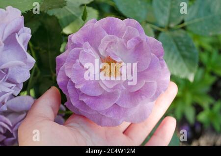 Fiori viola lavanda rose in giardino. Scioccante rosa blu fioritura. Foto Stock