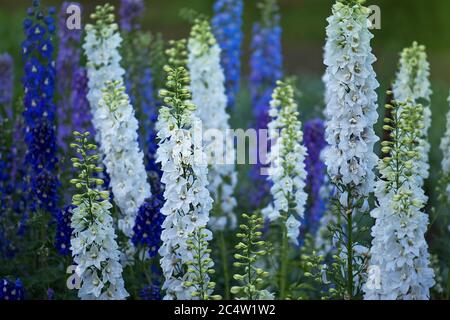 Fiore Delphinium fiorire. Fiori larkspur belli. Candela Larkspur pianta con fiori su sfondo sfocato Foto Stock