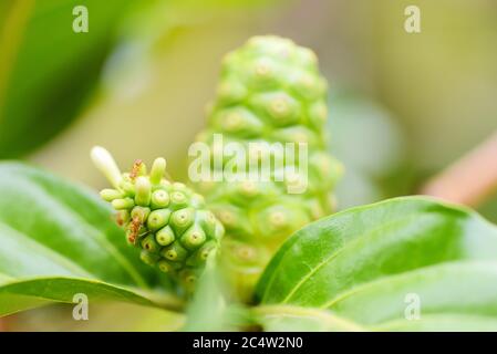 noni frutta sull'albero noni in natura verde fondo / freschi crudi noni , Grande morinda (Noni) o Morinda citrifolia Foto Stock