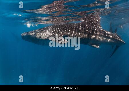 Enorme balenardo nuotare con grazia in superficie. Foto Stock