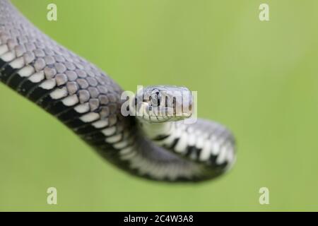 Primo piano di serpente d'erba, Natrix natrix, fauna selvatica europea, Repubblica Ceca Foto Stock