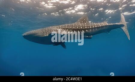 Whaleshark lentamente nuotando vicino alla superficie. Foto Stock