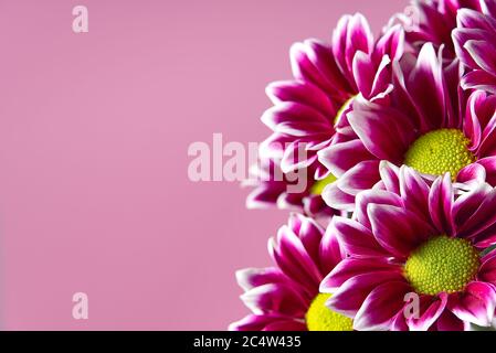 Bella rosa crisantemo, primo piano, fiori rosa margherite su sfondo rosa con spazio copia. Foto Stock