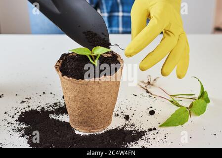 Donna mani in guanti gialli piante di transplanting. Concetto di cura delle piante Foto Stock