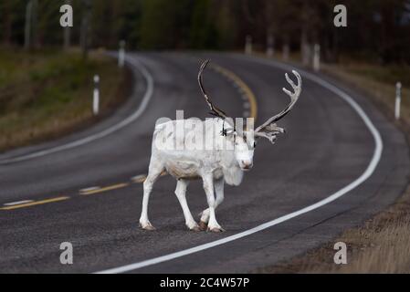 Renna bianca sulla strada in Finlandia, Lapponia Foto Stock