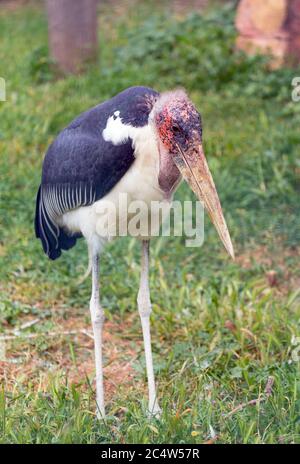 Cicogna di Marabou (Leptoptilos crumenifer) uccello africano Foto Stock