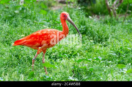 Ibis scarlatto (Eudocimus ruber), uccello sudamericano Foto Stock